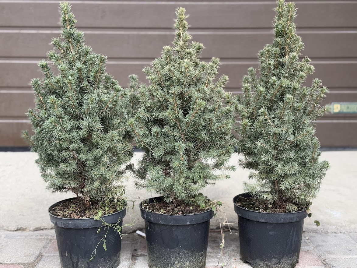 Жива ялинка в горщику за донат для ЗСУ: стартує чергова хвиля екосоціальної ініціативи від Екобюро УГКЦ Жива ялинка в горщику за донат для ЗСУ: стартує чергова хвиля екосоціальної ініціативи від Екобюро УГКЦ