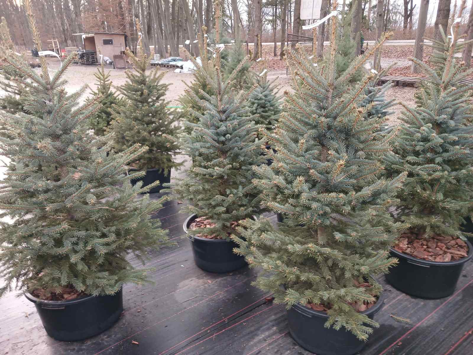 Жива ялинка в горщику за донат для ЗСУ: стартує чергова хвиля екосоціальної ініціативи від Екобюро УГКЦ Жива ялинка в горщику за донат для ЗСУ: стартує чергова хвиля екосоціальної ініціативи від Екобюро УГКЦ